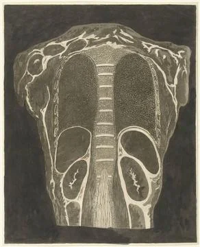RECORD DATE NOT STATED  Anatomical study of the organs in the chest, seen ... Stock Photos