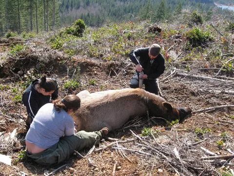 RECORD DATE NOT STATED  Animals are tested for diseases, parasites, sex, a... Stock Photos
