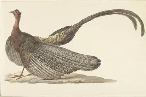 RECORD DATE NOT STATED  Argus Pheasant, Pieter Pietersz. Barbiers, c. 1780... Stock Photos