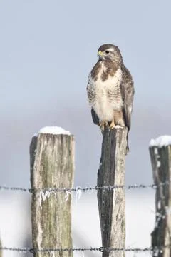 RECORD DATE NOT STATED bei Schnee und Frost... Mäusebussard * Buteo buteo .. Fotos de archivo