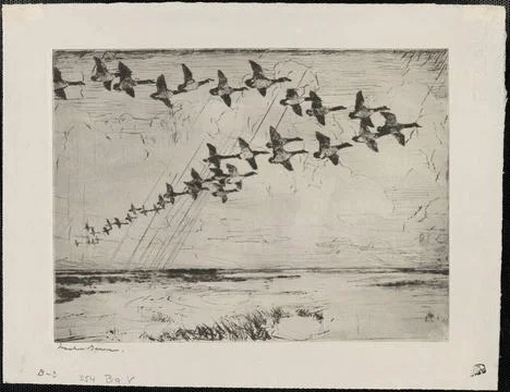 RECORD DATE NOT STATED The big V , Birds, Flying, Clouds, Animal migration... Stock Photos