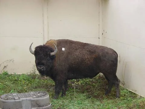 RECORD DATE NOT STATED  Bison in solid walled pen with water tank turned u... 写真素材