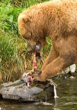 RECORD DATE NOT STATED  Brown bear in the Kodiak National Willdife Refuge ... Stock Photos