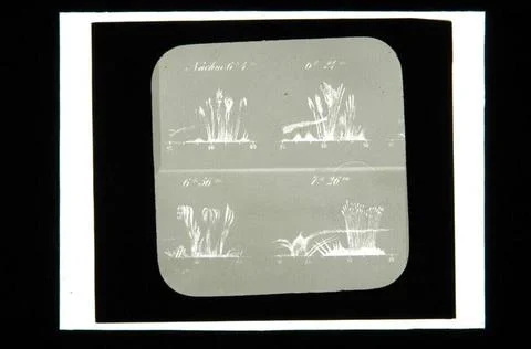 RECORD DATE NOT STATED  Bruno Meyer Protuberance on the eastern sunside. G... Stock Photos