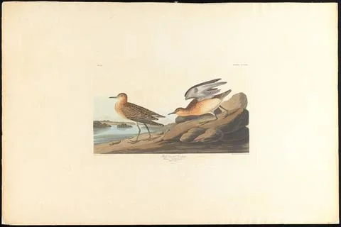 RECORD DATE NOT STATED Buff breasted sandpiper : Tringa rufescens, Viell. ... Stock Photos
