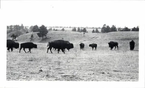 RECORD DATE NOT STATED Buffalo Herd. Original caption: Miscellaneous (buff... Stock Photos