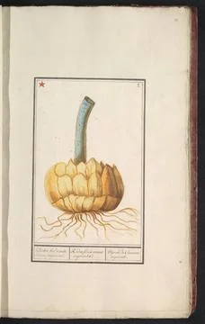 RECORD DATE NOT STATED  Bulb of the Keizerskroon (Fritillaria imperialis),... Stock Photos