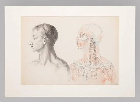 RECORD DATE NOT STATED  Bust of the profile and anatomical drawing of the ... Stock Photos