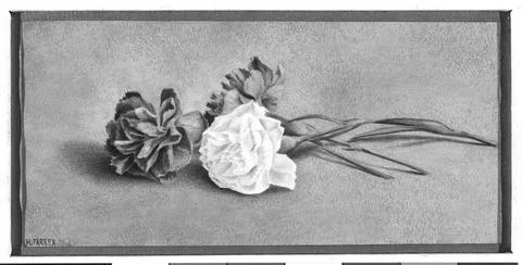 RECORD DATE NOT STATED Carnations Henry Farrer (American, 1843-1903). Carn... Stock Photos