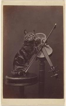 RECORD DATE NOT STATED Cat on a stool playing a violin. Henry Pointer (Bri... Stock Photos