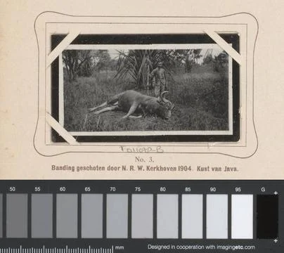 RECORD DATE NOT STATED  Cattle shot by N.R.W. Kerkhoven in Java, Anonymous... Photos