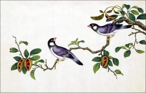 RECORD DATE NOT STATED China: Java Sparrow. Watercolour painting from a go... Stock-Fotos
