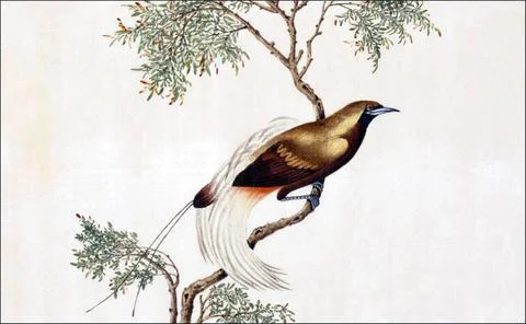 RECORD DATE NOT STATED China: Greater Bird-of-paradise. Watercolour painti... Stock Photos