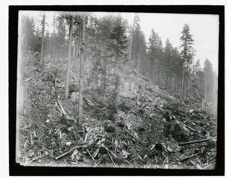 RECORD DATE NOT STATED Clear Cut - Patch. Photographs Relating to National... Fotos de archivo