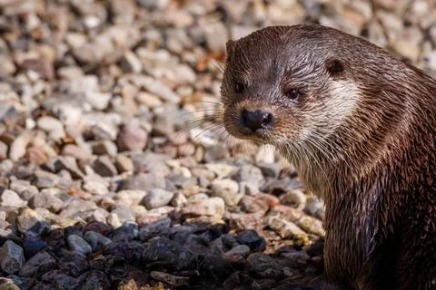 RECORD DATE NOT STATED close up of an otter at the zoo *** close up of an ... Stock Photos