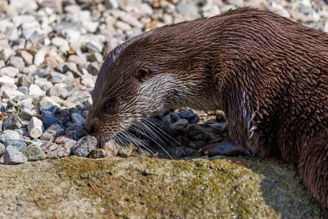 RECORD DATE NOT STATED close up of an otter at the zoo *** close up of an ... Stock Photos