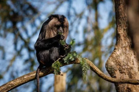 RECORD DATE NOT STATED close up of a bearded monkey sitting on a branch an... Stock Photos