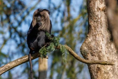 RECORD DATE NOT STATED close up of a bearded monkey sitting on a branch an... Stock Photos