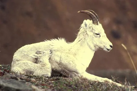 RECORD DATE NOT STATED  Close view of dall sheep ewe lying down with young... 写真素材