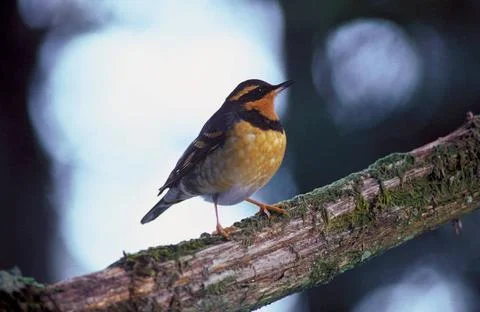 RECORD DATE NOT STATED  A close-up view of a Varied Thrush perched on a br... Stock Photos