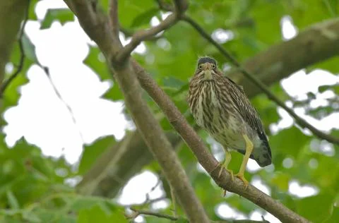 RECORD DATE NOT STATED  Close view of green-backed heron perched on branch... Stock Photos