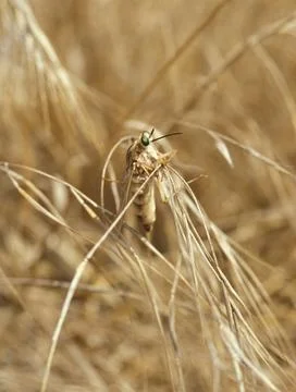 RECORD DATE NOT STATED  For current information on status go to http://eco... 스톡 사진