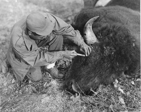 RECORD DATE NOT STATED  Damage to wildlife (Bison - parasites). Big Delta,... Foto stock