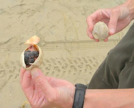 RECORD DATE NOT STATED  A dead loggerhead sea turtle embryo from a nest th... Foto stock