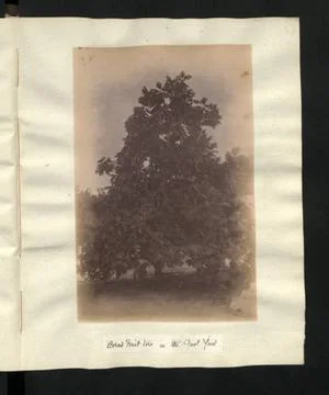 RECORD DATE NOT STATED  Description: Bread fruit tree in the Gaol Yard. Lo... Foto stock