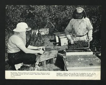 RECORD DATE NOT STATED  Description: Bee keeping. Ontario produces most of... Stock Photos