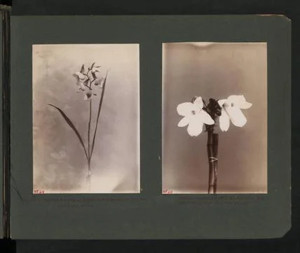 RECORD DATE NOT STATED  Description: Orchid flowers range in colour from w... Stock Photos