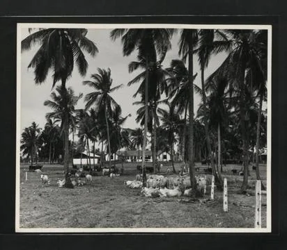 RECORD DATE NOT STATED  Description: Cattle ruminating at Tanga Dairy, Tan... Stock Photos