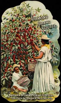 RECORD DATE NOT STATED Diamond Brand Coffee, natives of Java picking coffe... Stockfoto's