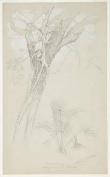 RECORD DATE NOT STATED Drawing, Study of Tree Trunk, Parasite Vine, and Pa... Stock Photos