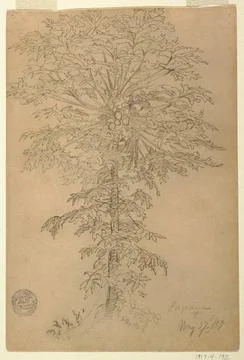 RECORD DATE NOT STATED Drawing, Papaya Tree with Ripening Fruit, Ecuador; ... Stock Photos