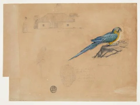 RECORD DATE NOT STATED Drawing, Study of Guacamaya, Bogota, Colombia; Fred... Stock Photos