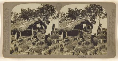 RECORD DATE NOT STATED Drying rice. Java.. Carleton H. Graves (American, 1... Foto stock