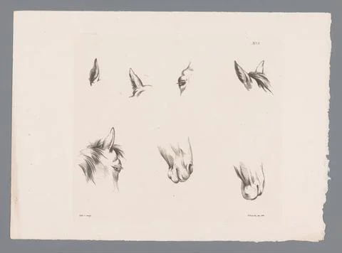 RECORD DATE NOT STATED  Eight studies of a horse s head, Pieter Frederik v... Stock Photos