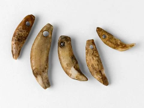 RECORD DATE NOT STATED  Elements of a necklace. Carnivorous canines. Final... 库存照片