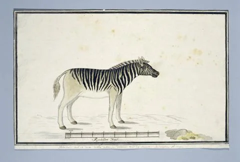 RECORD DATE NOT STATED  Equus quagga burchelli (Burchells Zebra), 1790 dr.. Stock Photos