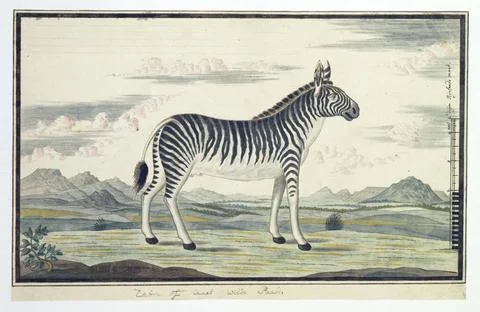 RECORD DATE NOT STATED  Equus zebra (Bergzebra), 1777 - 1786 drawing Cape ... Stock Photos