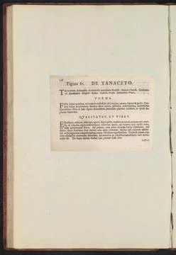 RECORD DATE NOT STATED  Fig. 60 De Tanaceto in the Boodts Herbarium from 1... Stock Photos