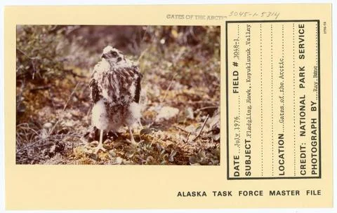 RECORD DATE NOT STATED Fledgling Hawk, Kuyukluvuk Valley. Alaska Task Forc... Stock Photos