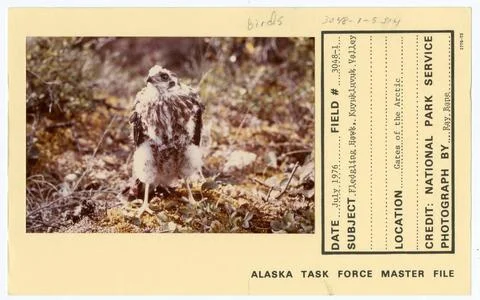RECORD DATE NOT STATED Fledgling hawk, Kuyukluvuk Valley. Alaska Task Forc... Stock Photos