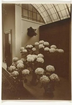 RECORD DATE NOT STATED  Flowering hydrangea in an interior, c. 1900 - c. 1... Stock Photos