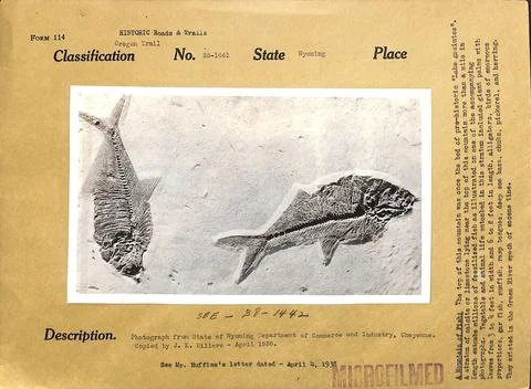 RECORD DATE NOT STATED Fossilized Fish in Mountain of Fish. Original capti... Stock Photos