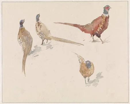 RECORD DATE NOT STATED  Four pheasants, Jan van Essen, 1864 - 1936 drawing... Stock Photos