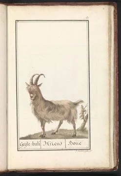 RECORD DATE NOT STATED  Geit (Goat), J. Verbrugghe, 1790 - 1814 drawing Go... Stock Photos