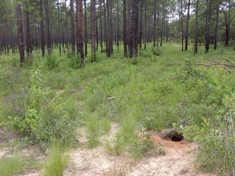 RECORD DATE NOT STATED  Gopher tortoise habitat. Creator: Pattavina, Pete.... Stock Photos