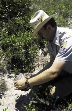 RECORD DATE NOT STATED  The Gopher Tortoise is one of four tortoises that ... Stock Photos